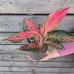 Aglaonema (Aglaonéma) ´CHILLI RED´ - kont. C1L, výška 15-20 cm
